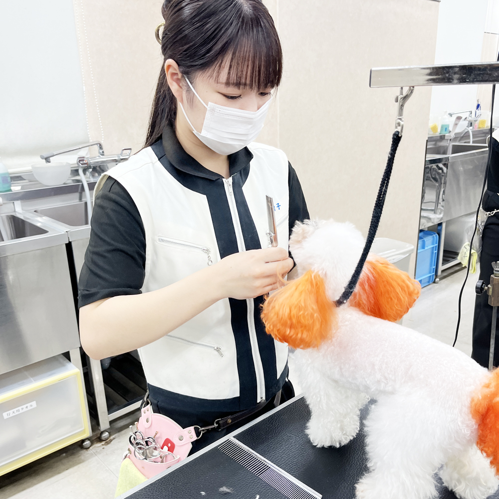 １年生の生徒が２年生のトリミングを見学♪